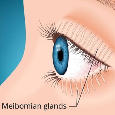 Meibomian glands